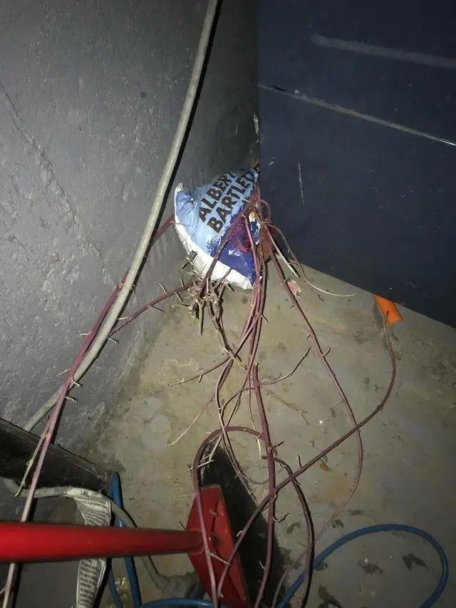 生物|土豆发芽有多恐怖!26张照片告诉你,它才是这个星球最神奇生物