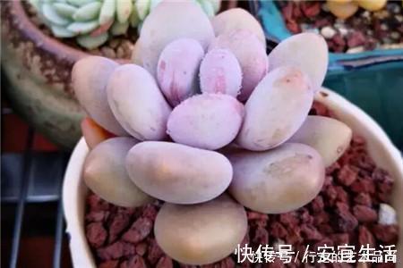 多肉十大美人,太阳一晒脸就红,胖成球的最好看!