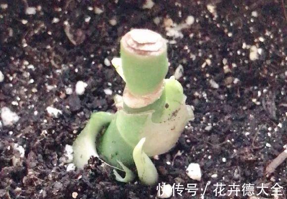 7种花,现在要砍头,冲天炮变成爆炸头