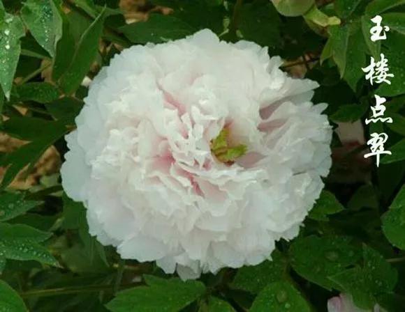 喜欢牡丹花，却一不小心买到芍药！附牡丹花品种图鉴大全