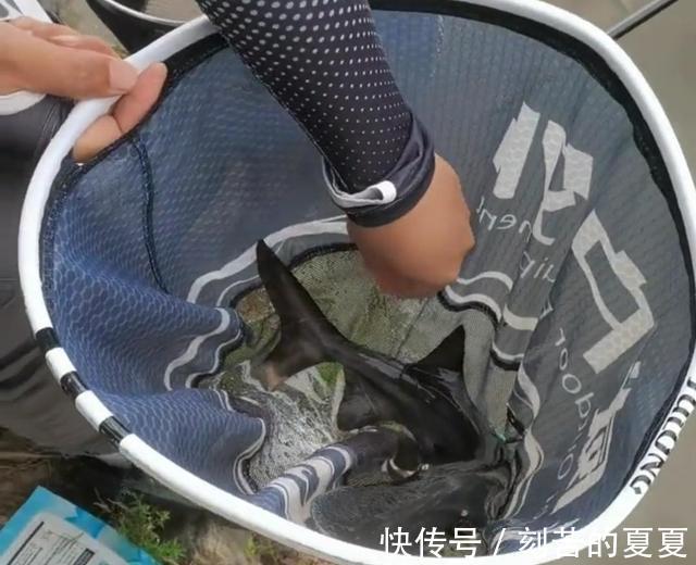 六安钓鱼人钓起“长嘴鱼”以为是保护鱼类给放了，后来才知亏大了