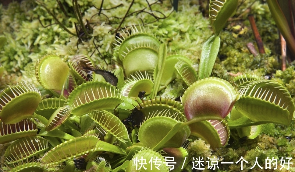 世界上最危险的植物,潜伏在我们身边的致命植物