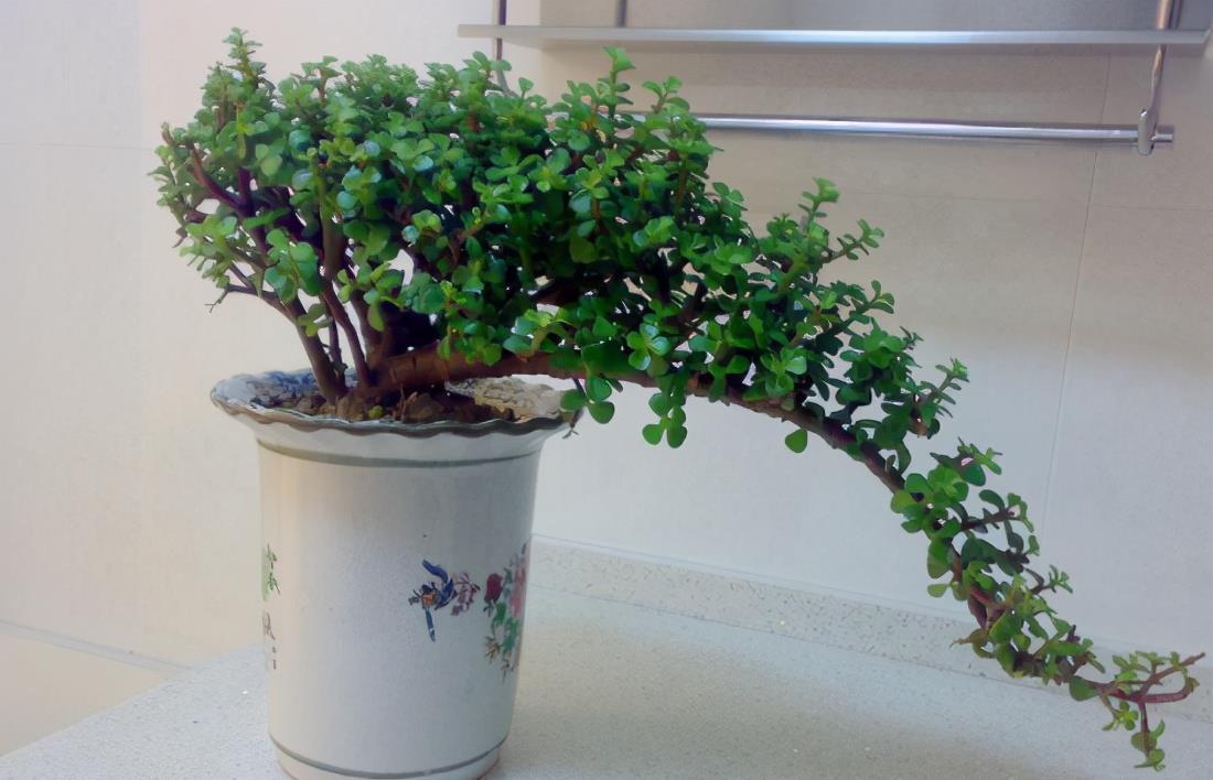 想养金枝玉叶悬崖桩？从一根枝条开始，简单几步操作，养成悬崖桩