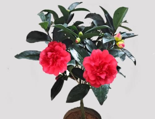 叶子|茶花和杜鹃花有“四怕三要”，弄清楚，叶子就不会发黄掉落了