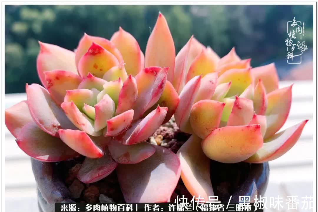 尖尖|养多肉两年,美丽与赏心悦目并存!