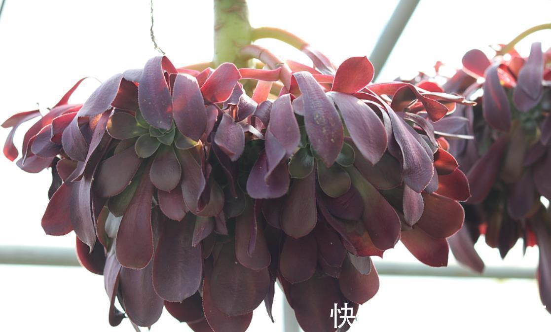 老桩|黑法师盆景培育技巧，只要做3步，采用“倒挂法”，变成盆景老桩