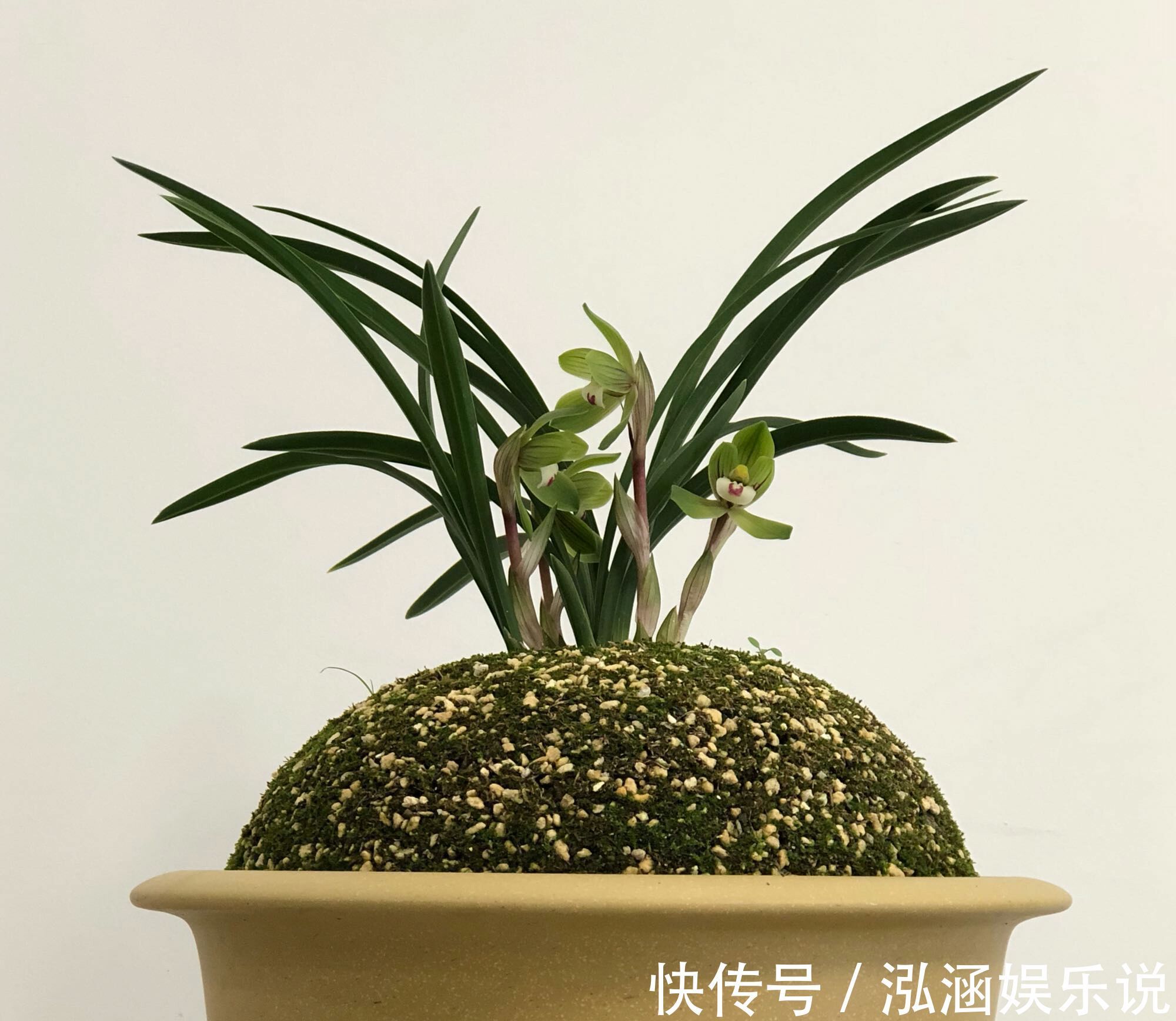 年史|兰花龙蛋怎么形成的兰花龙蛋是龙根苗吗龙根苗和艺兰的关系