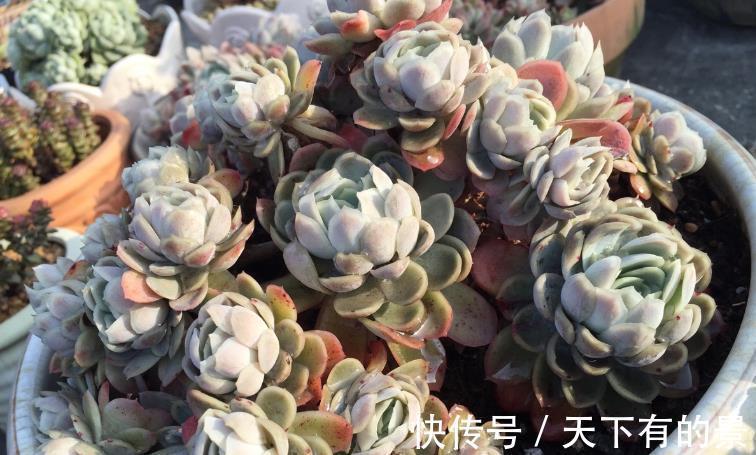 冰梅|多肉植物冰梅很香,但却不好养,这3方面要多下功夫