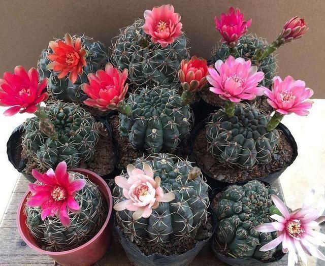 想让仙人球开花，就靠一个“虐”，憋出一窝花芽，养成繁花小老桩