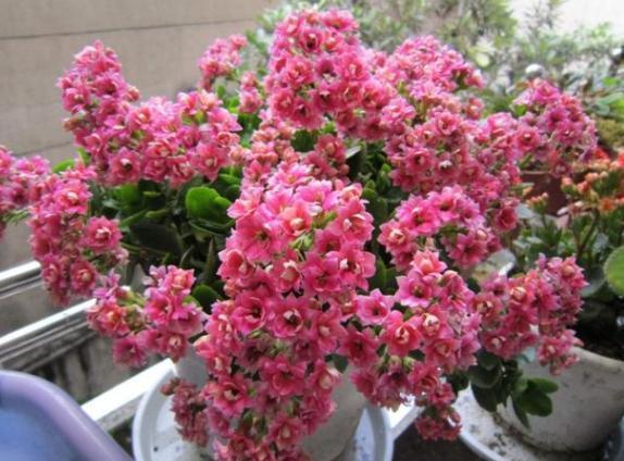 嫁接长寿花:如何让盆栽开出多色花?5步操作,花开美如圣诞树