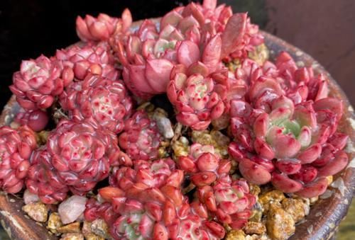 多肉|多肉养成猪肝色怎么办？掌握好些方法，来年就不会重蹈覆辙了