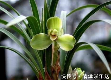 小萌新想让兰花更雅致，很简单，花农教你如何在盆面种植苔藓