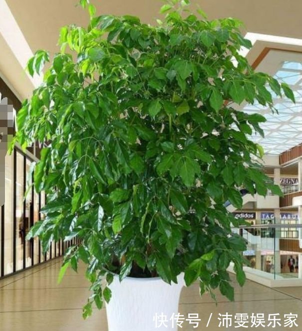 新手就养“3种花”，好养又漂亮，福旺运旺财更旺，财运爆发