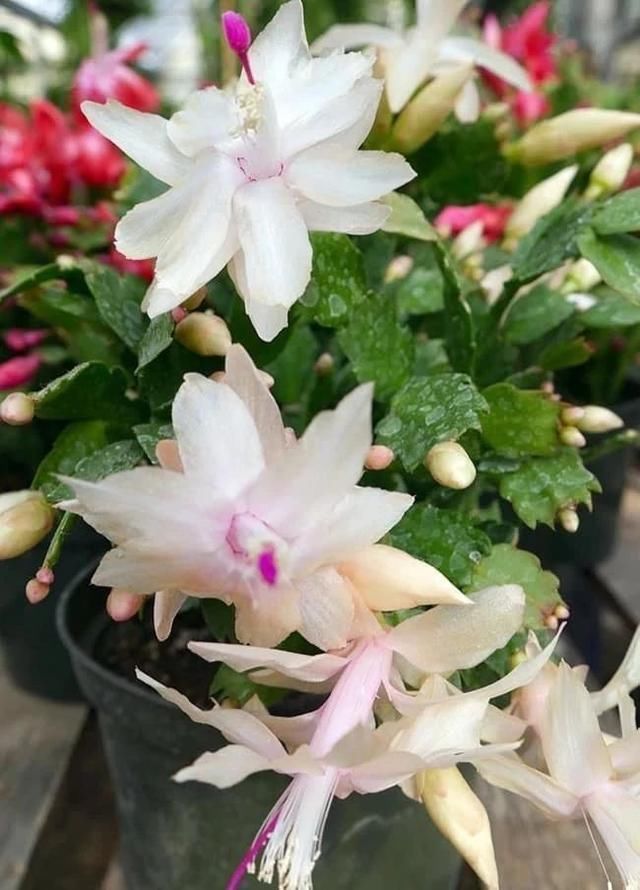 空气湿度|室内蟹爪兰四季养护操作，繁殖和促花技巧教给你，看你能学多少