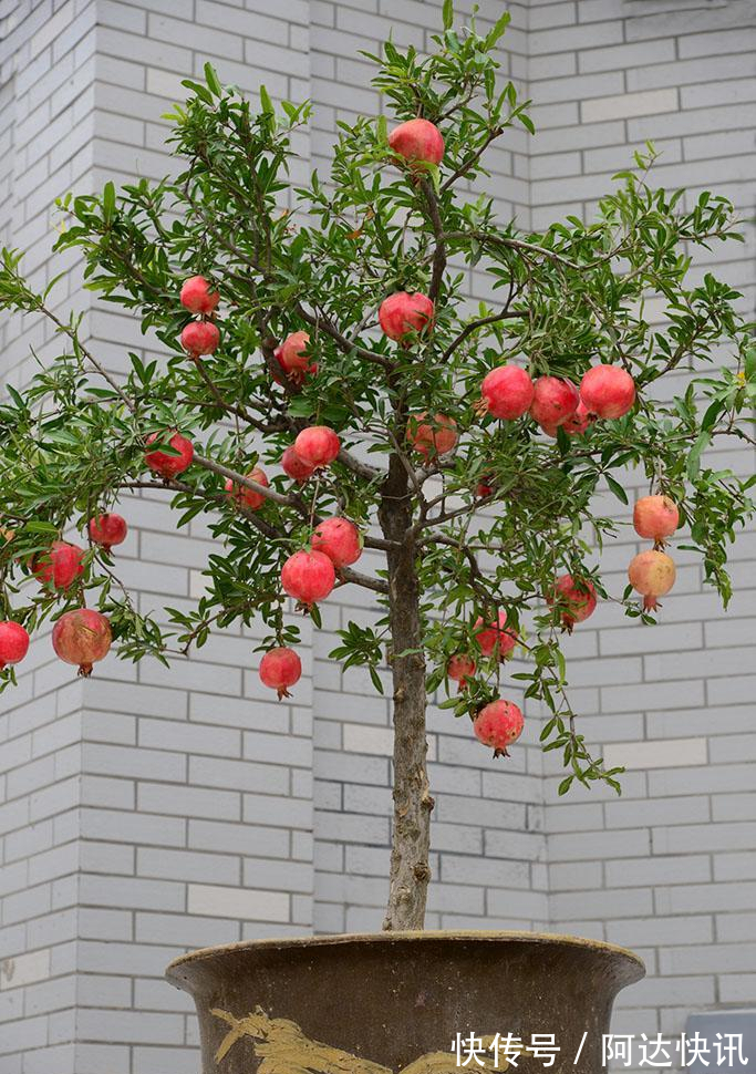 罗汉松|6种“吉祥树”，有地方建议种一棵，能吃能观赏，旺财镇宅样样行