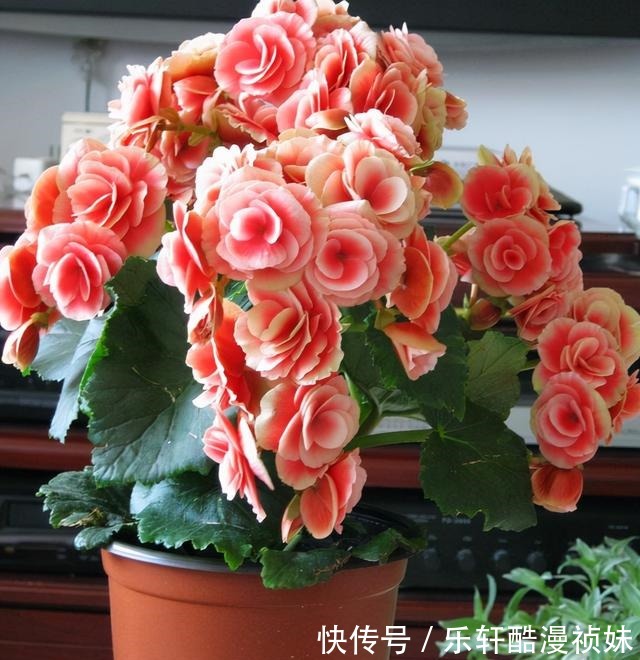 8种“洋气花”，天冷别喷水，不然黄叶、掉花苞，越养越难看