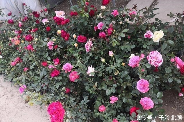 横拉月季|养月季花3个妙招,开花繁密蹿新枝叶,效果好现在时机正好!
