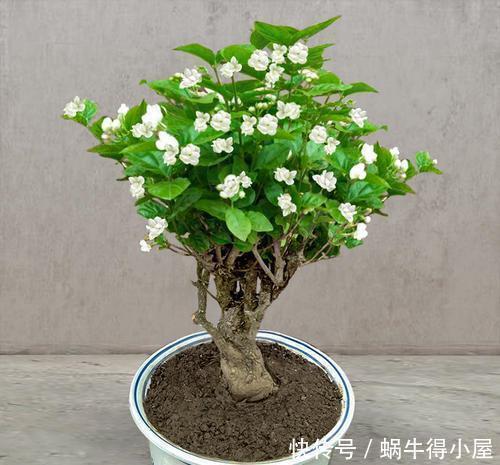 茉莉花|这花要勤修剪,不能养太老,越老开花越少,最后长成木疙瘩!