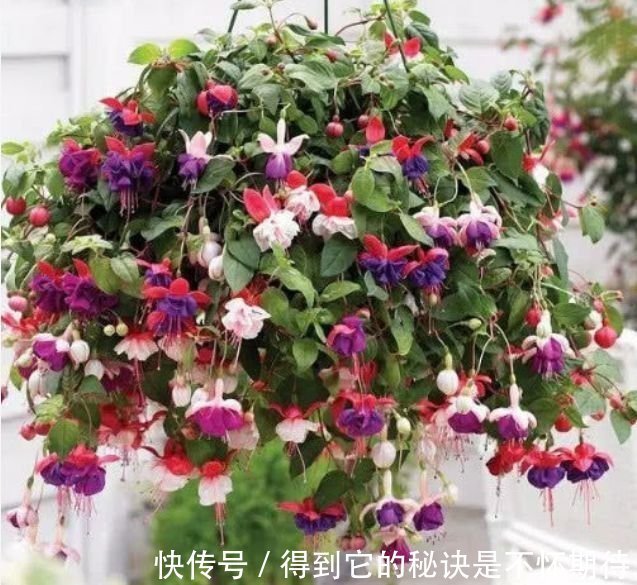 庭院选这几款花，花姿妖娆，香味扑鼻，一养就上瘾！