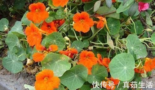 喜欢养花，不如养盆珀菊，开花量多，还好养，一盆变十几盆