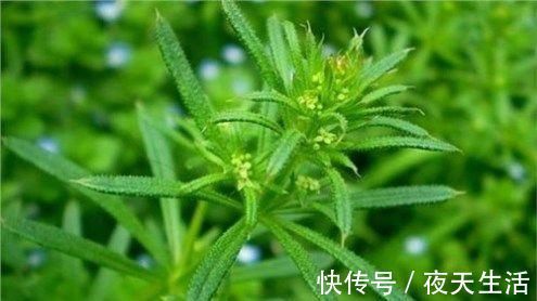 猪殃殃|这种杂草，长得像锯条，农民不喜欢，却是有名的中草药