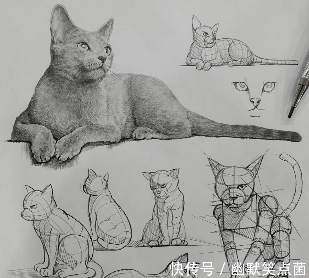 透视#动物素描很难画出体积感?其实是你的造型不对,老师都这样画的