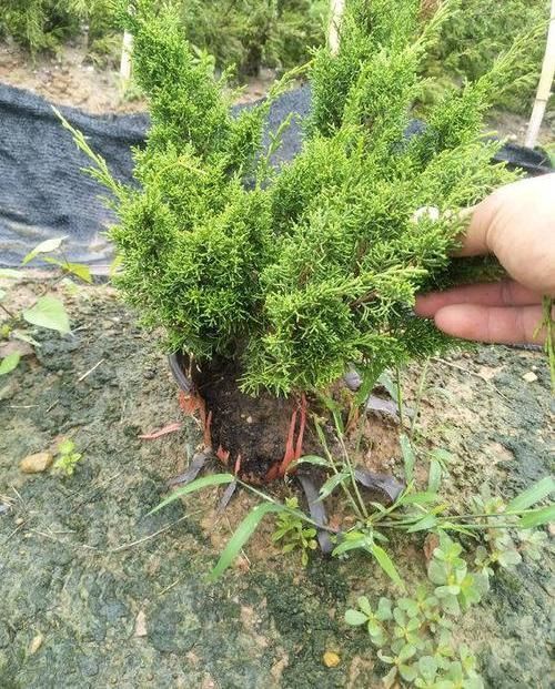 家里不能养的花,这3类绿植,白送都不要,危害巨大不建议养