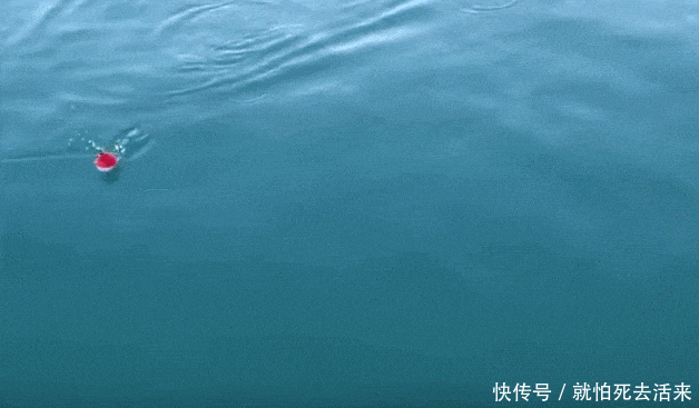 白白的粉条以为钓不到鱼, 扔下水一会儿, 水面有动静了