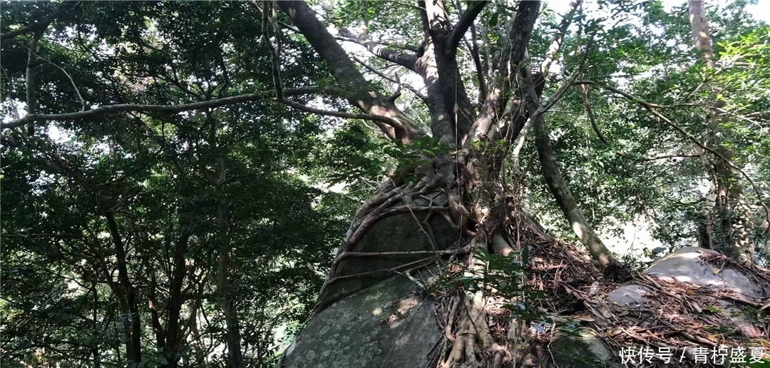 登上海南名山之一，领略七仙岭原始森林风貌