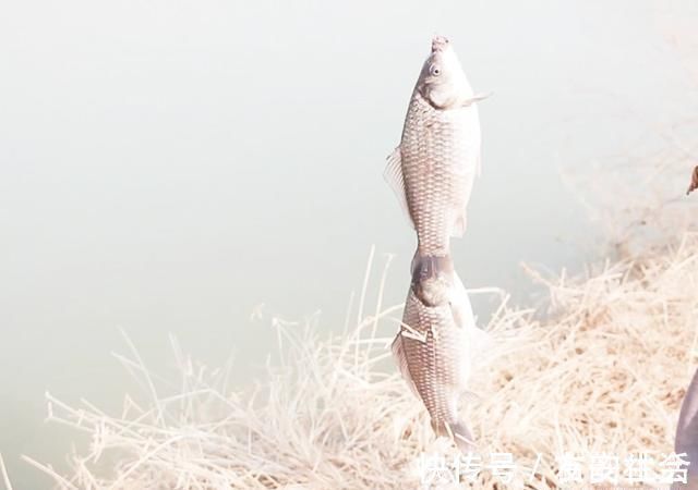 细节决定渔获,蓝鲫钓效差,是因为你没注意这些