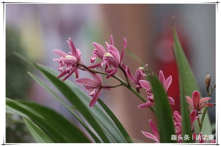 小知识|养5年兰花不开花咋整别着急，老花农教你1招，花开爆盆太简单