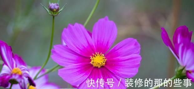 良心好花|5种被世俗耽误的良心好花，完美诠释了“我很普通，但很美”