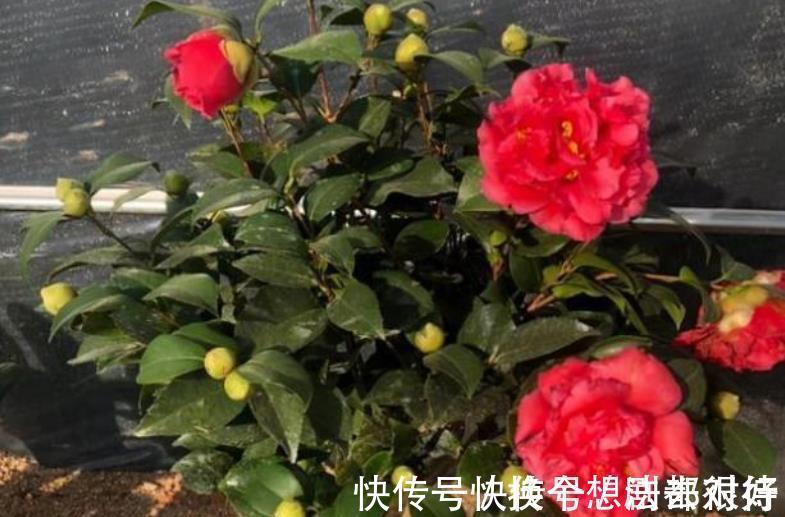 长势|忘了月季吧,此花更好看,皮实又耐寒,香味清新惹人爱