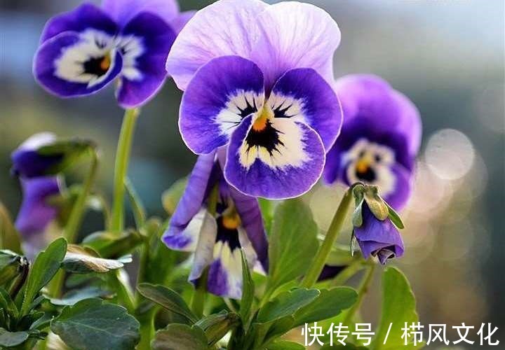 喜欢在家中养护花卉,就选择花期长,花色绚丽的3种花卉,非常美