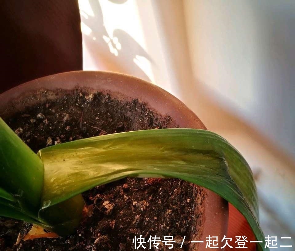 植株生长怕烂根，在盆底垫上这些东西，我们还要注意什么？