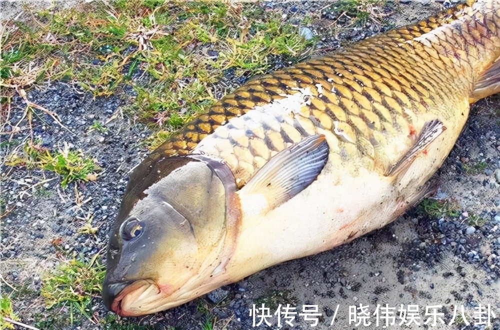 野钓鲤鱼没有秘诀，掌握这几个技巧，新手也能有收获