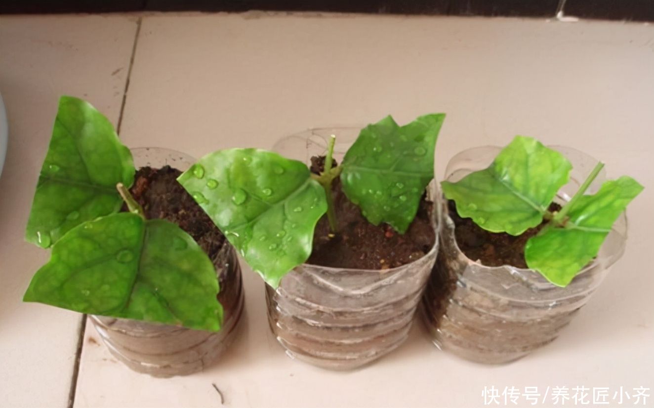 步骤|茉莉花的2种扦插方法，按步骤操作，秋季生根非常快