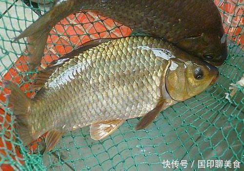 诱饵|玉米钓大物,几个使用小技巧,值得一看