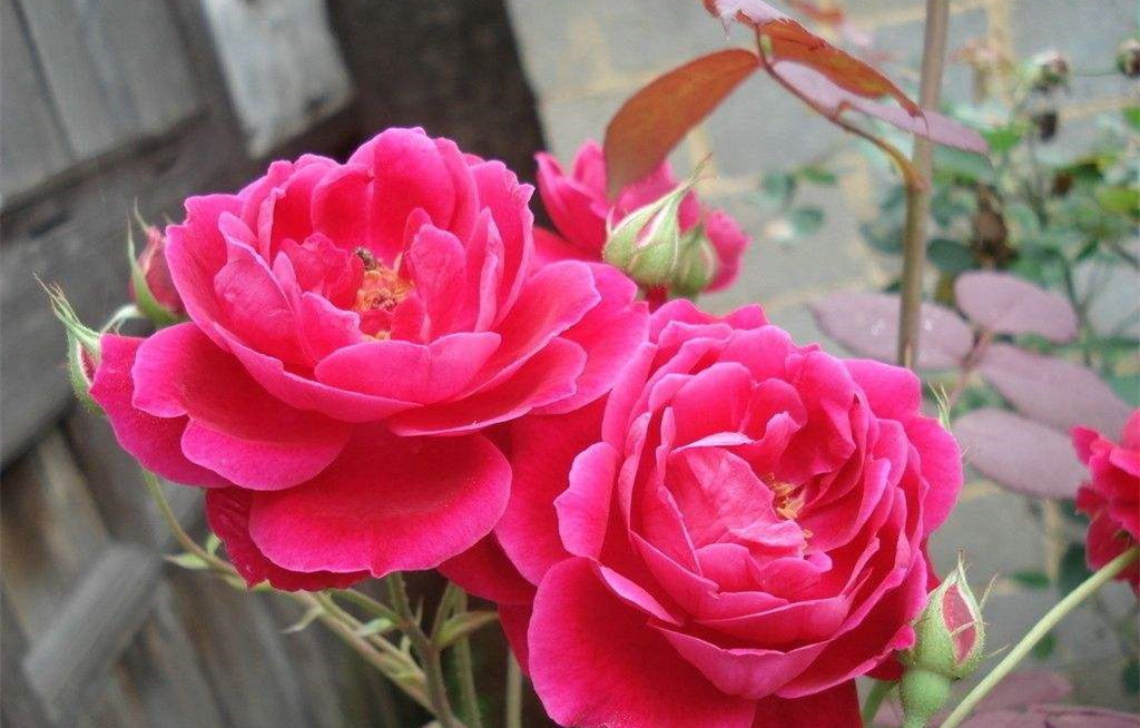 惟有此花开不厌，一年常占四时春，学好几招，让你成为养花达人