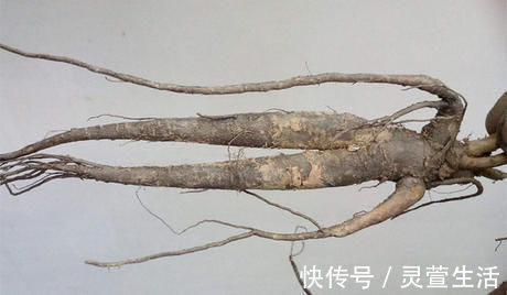 野菜|農村常見的“野人參”，被很多人家買來當人參的替代品，農村人卻當野菜吃