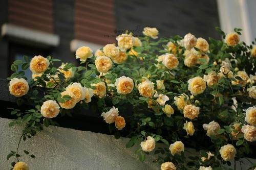 花量|阳台再小,也要养1种月季,花开满枝头,全年有花赏,香味飘满屋