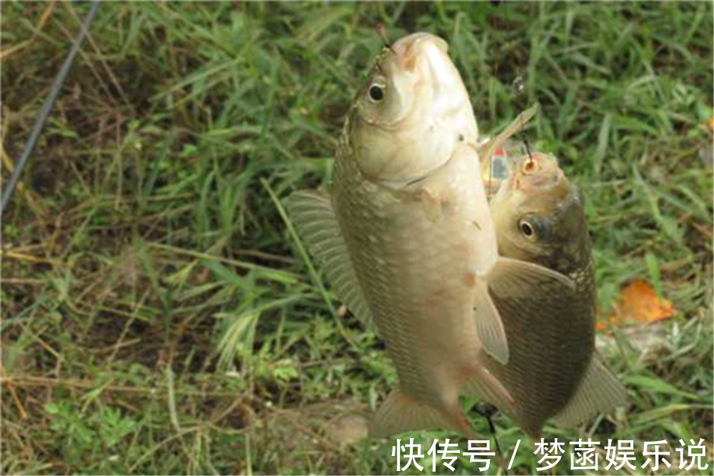 大鱼|钓鱼技巧：钓鱼要不要放口？把窝中鱼钓光，还是养一养？你怎么看