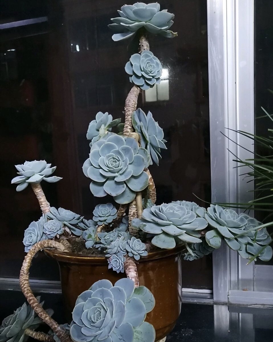 多肉|养多肉浇灌2种“营养液”,根系发达、叶子圆润,1年变老桩