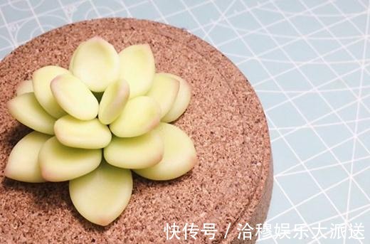 夏天多肉养不活那是你没找对方法,学一招帮它度过休眠期!