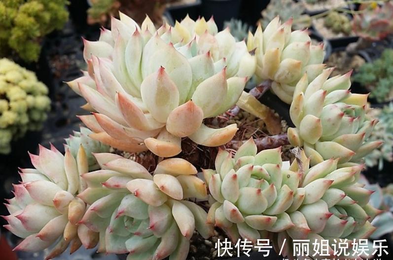 优点|多肉苯巴和蒂比都不易上色,但换盆的时候我决定淘汰蒂比而留苯巴