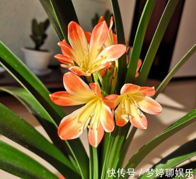 给君子兰浇水，有3个“小方法”，不用“十年功”，只要一分钟