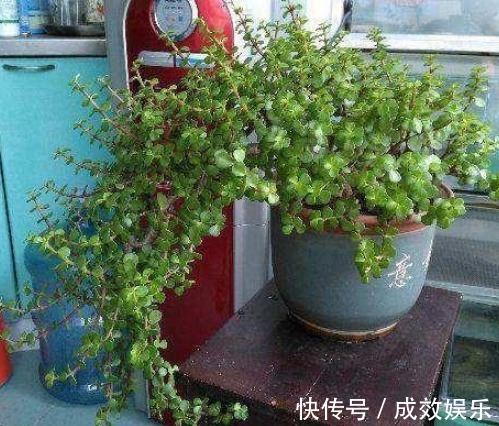 养金枝玉叶,老花匠教“3招”,新手也能养“爆盆”,长成大树桩