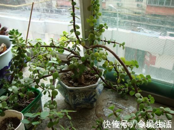 马齿苋树长得慢,涂点“自制生长液”,叶子如玉,还能养成老桩