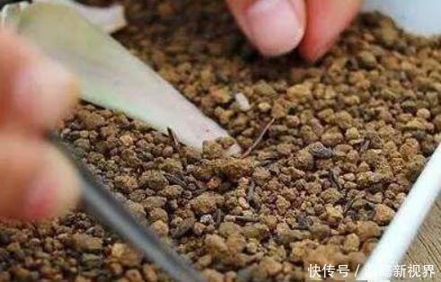 多肉植物|多肉叶插,记住3个小诀窍,生根发芽快,一棵变10棵,一盆变多盆