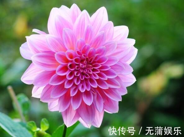 家养大丽花，教你几招，长势旺，花苞狂冒，轻松爆盆，美翻阳台！